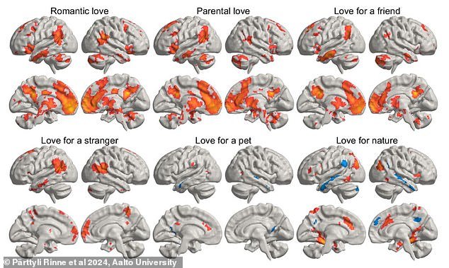 Scientists have mapped the activation of the brain while it experiences love to reveal exactly how different types of love are felt. Pictured: The areas of the brain most often associated with interpersonal love