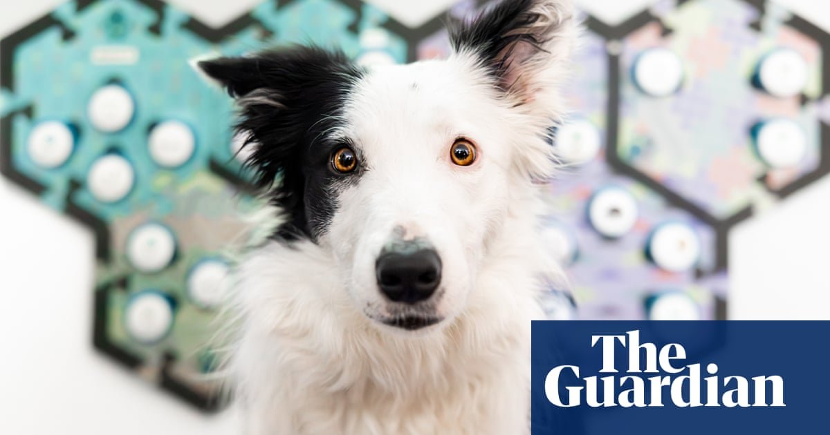 Humans can communicate with dogs using soundboards, study shows | Animal behavior