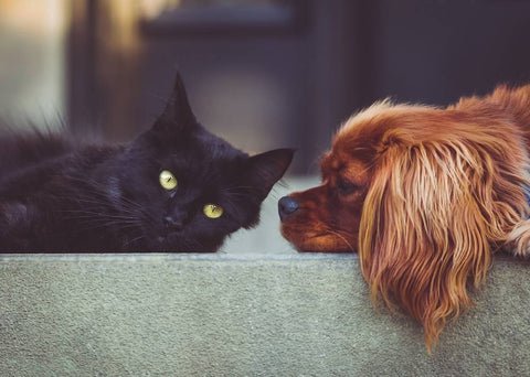 A black cat with yellow eyes lies on a ledge next to a reddish -brown dog that rests the head next to the cat and seems to sniff it