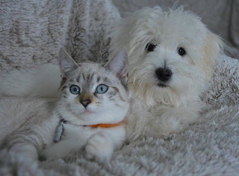 A fluffy white dog and a light gray tabby cat with blue eyes are close together on a soft, beige rug, both look directly on the camera
