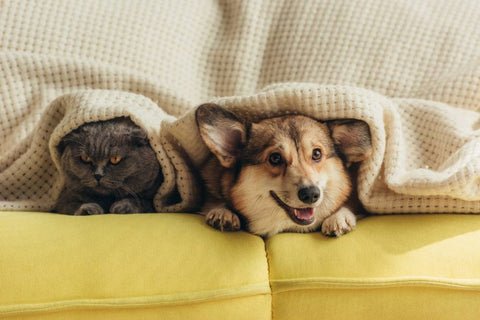 A grumpy looking gray cat with golden eyes sits on yellow sofa with happy brown and black dog under blanket