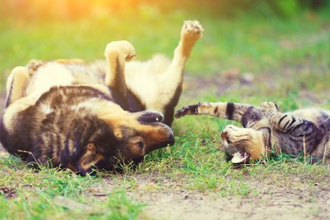 Brown and black tabby cat lies on the back of the grass next to brown and black dog lying on the back