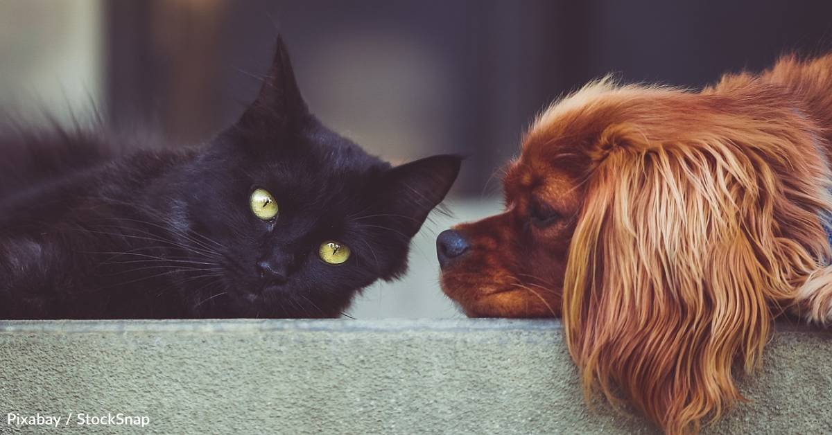 How to help your dog and cat get along