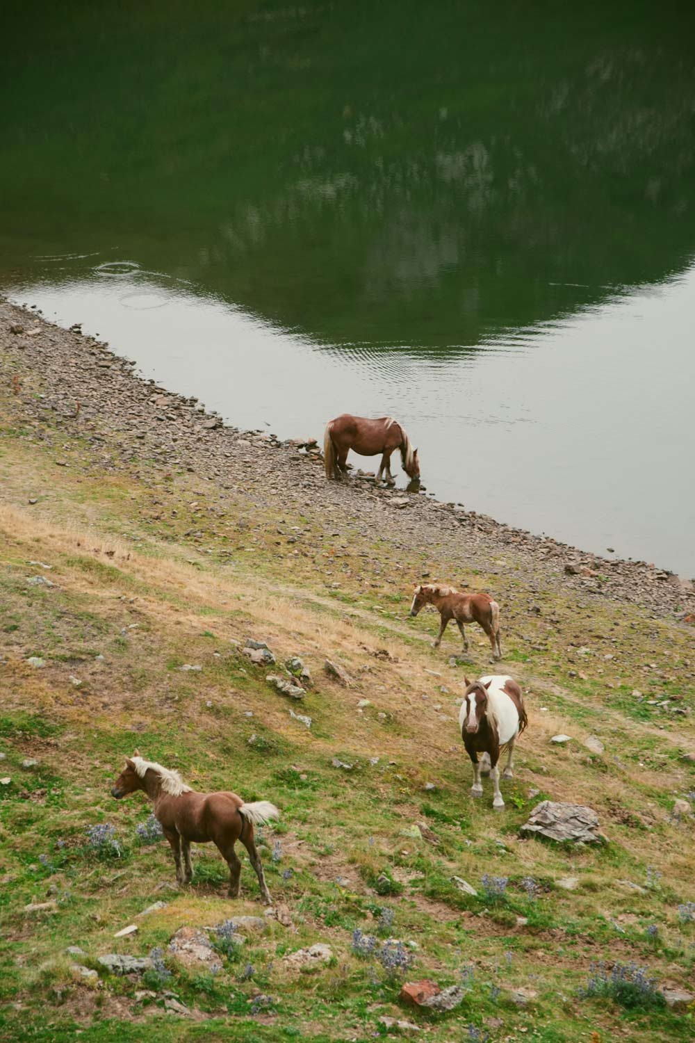 Four wild horses grazing and drinking at the edge of a calm lake.
