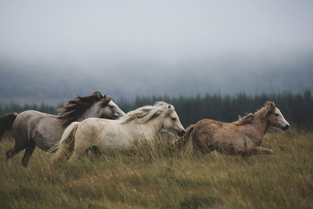 Three wild horses that run through tall grass on a foggy hillside.
