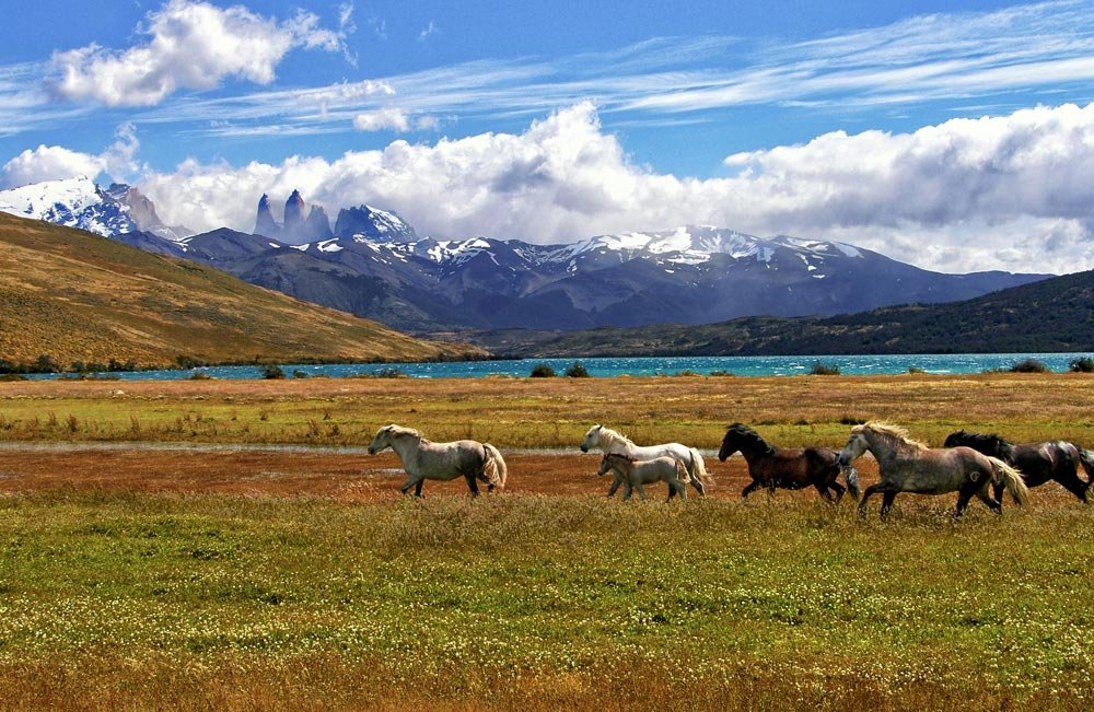 A bunch of wild horses that run over open grassland with mountains and a blue lake in the background.
