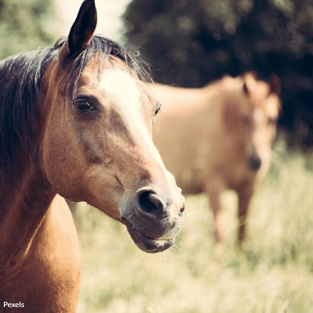Ask Congress to protect America's horses