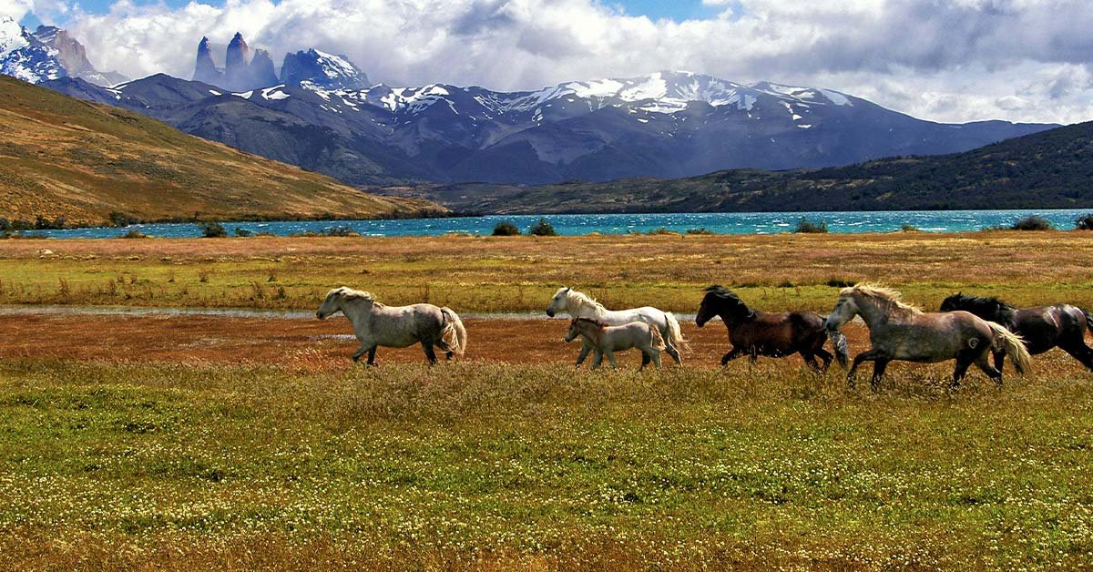 Thousands of us horses still sent abroad for slaughter every year