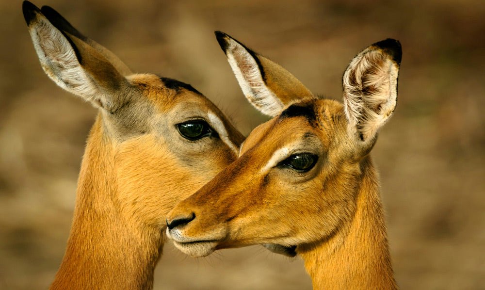 Close -up of two deer Nuzzling each other with soft focus background.