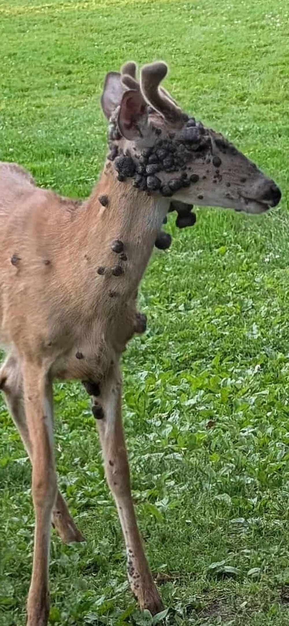 A deer with several dark growths covering its face, neck and body in a grassy area.