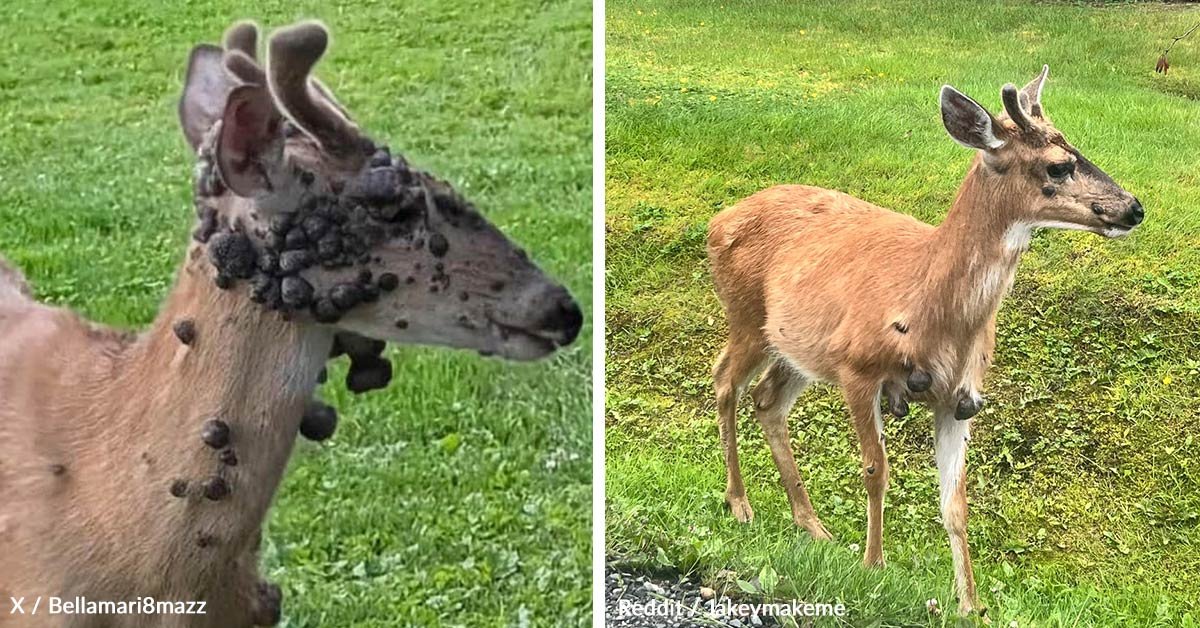 Horrible meat bubble outbreaks in deer raise fears of crisis in wildlife