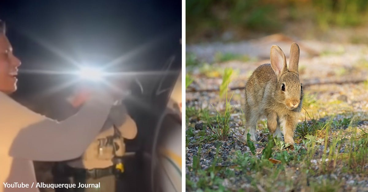 Four officers lose their badges after viral video showing deputy that kills baby rabbit