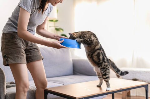 A cat standing on the hind legs reaches up to a blue food bowl contained by its owner. The cat is focused on the bowl, with its front paws resting on the edge. The owner, wearing a gray shirt and Khaki shorts, stands next to the table. The background shows a light -filled living room with a sofa and a potted plant.
