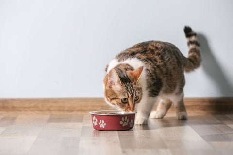 A tabby cat with a mixture of brown, white and orange coat eating from a red food bowl. The bowl has white paw print and placed on a wooden floor. The cat leans in and sniffs the food, with the tail held vertically behind it. The background consists of a simple, light -colored wall.
