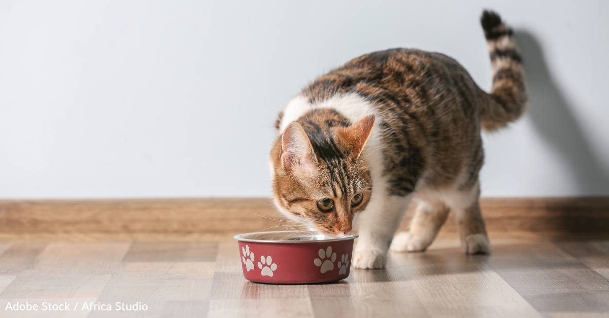 Why are cats such discerning eats and how can you get them to eat?
