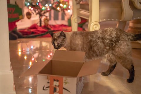 A short -haired Siamese mix cat sniffs an open cardboard box on a tiled floor with a decorated Christmas tree and festive light gently glowing in the background.