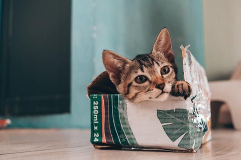 A tabby kitten is close to a small cardboard box with a green leaf design, resting his head and pawing on the edge as he stares forward with wide eyes.