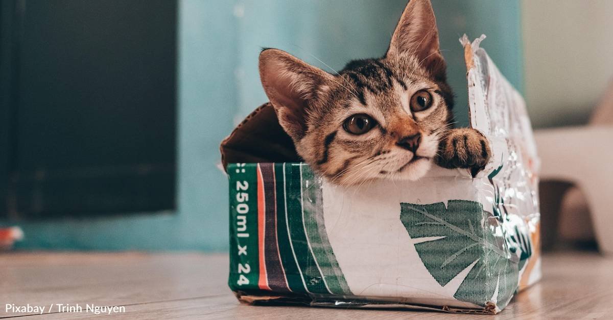 Why do cats like boxes so much? Here are six reasons
