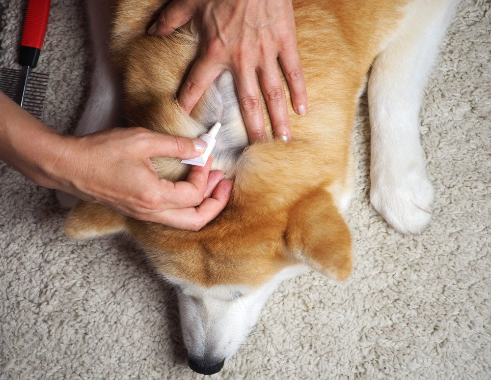 Person using flea and tick prevailing treatment on a dog's back.