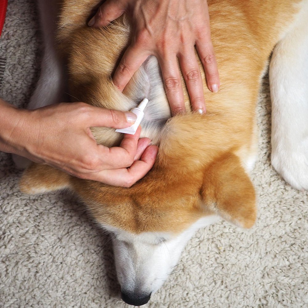 Protect dogs and cats from seizures caused by toxic flea and crossings