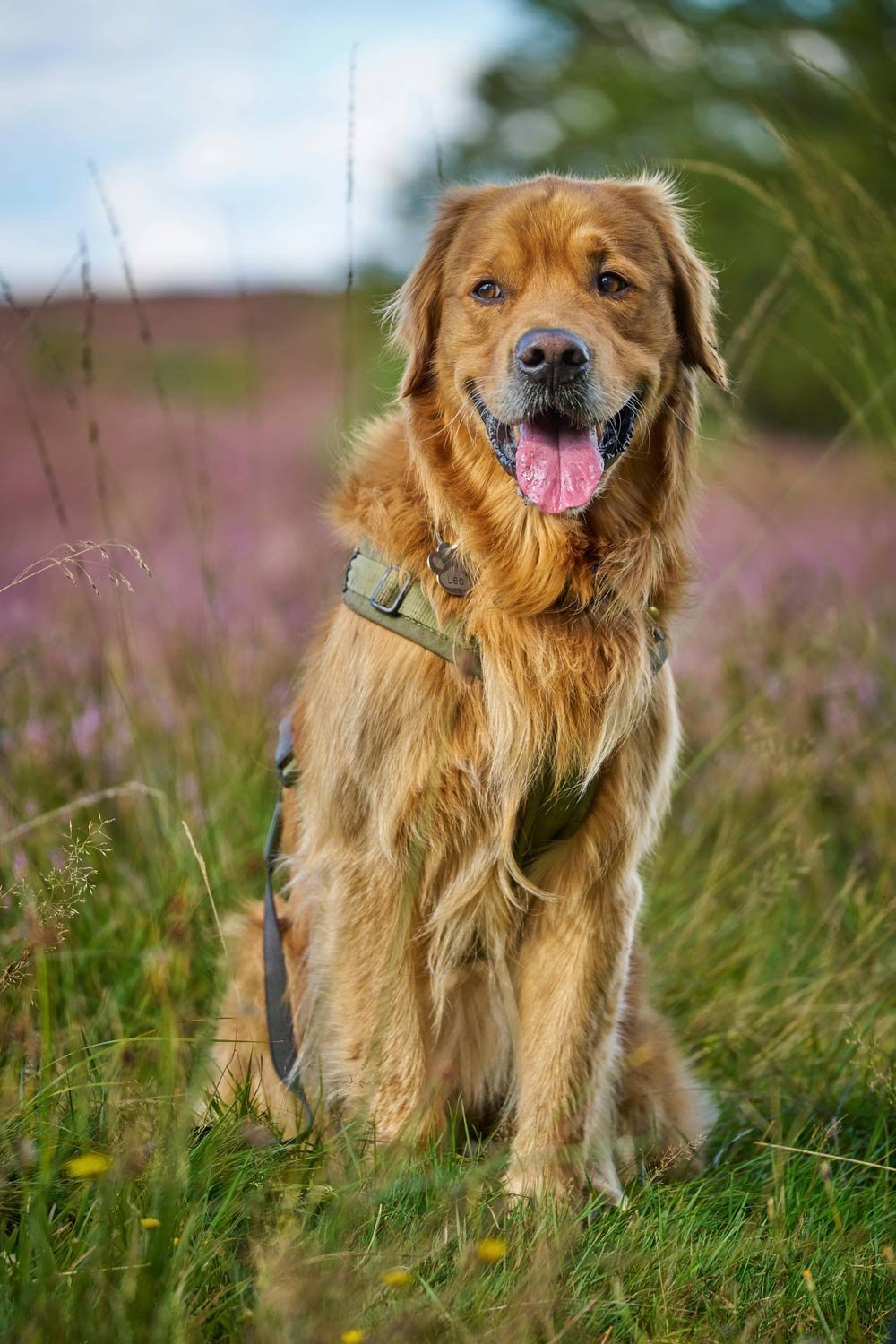 Golden Retriever with a harness sitting in a meadow with its tongue out.