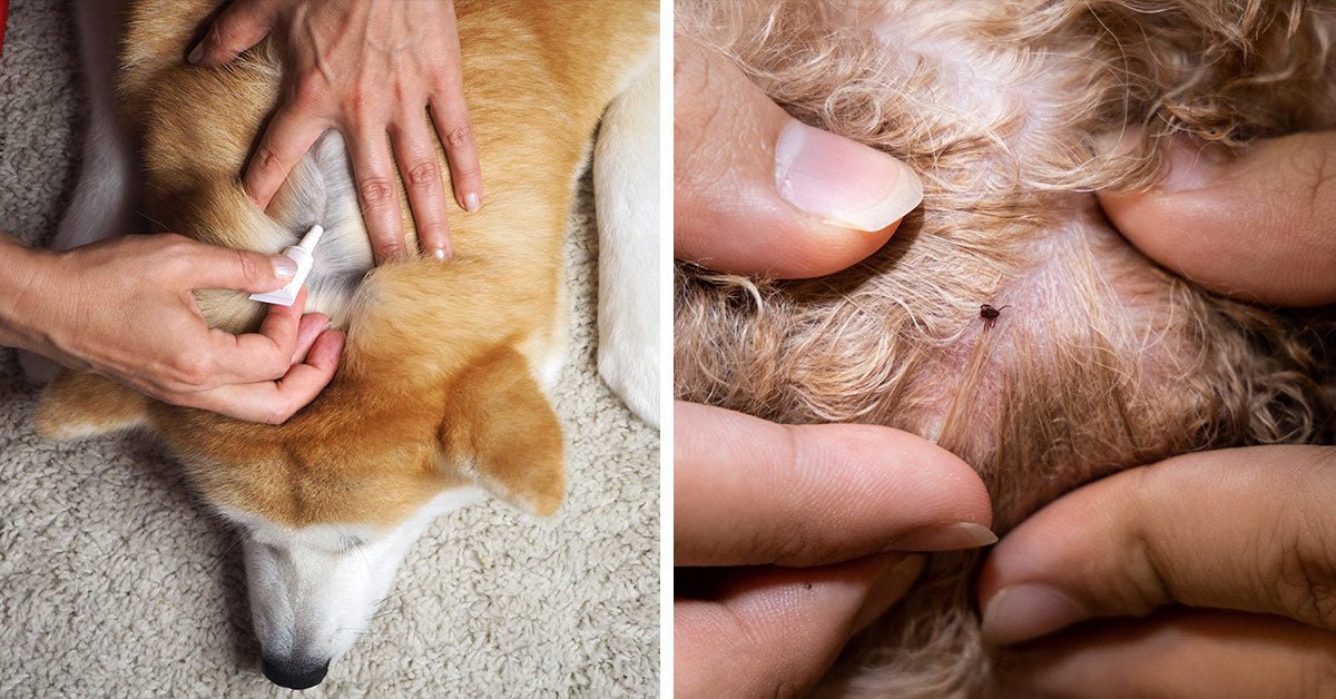 Pets suffer seizures as flea and tick -pills put security on the line
