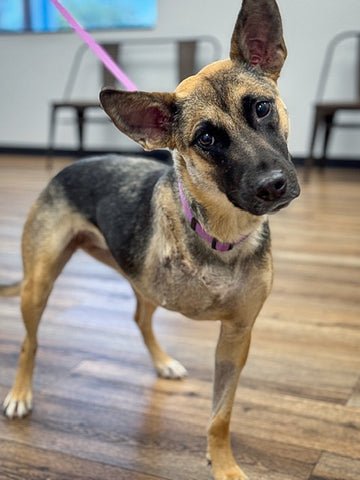 Black and brown dog is missing her front right leg tilts against the camera, background is wooden floor and white walls