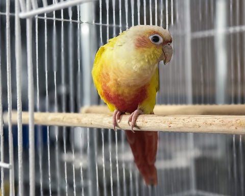 Yellow, orange and red bird sit on wood perch in the cage