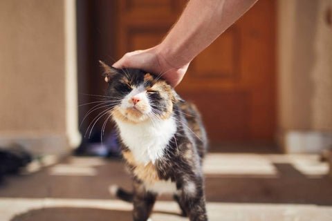 Man's hand reaches out to Pet Calico Cat on Veranda
