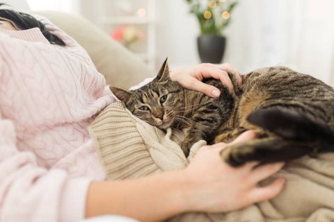 Tabby Cat rests on beige rug killed over the lap of woman in pink sweater