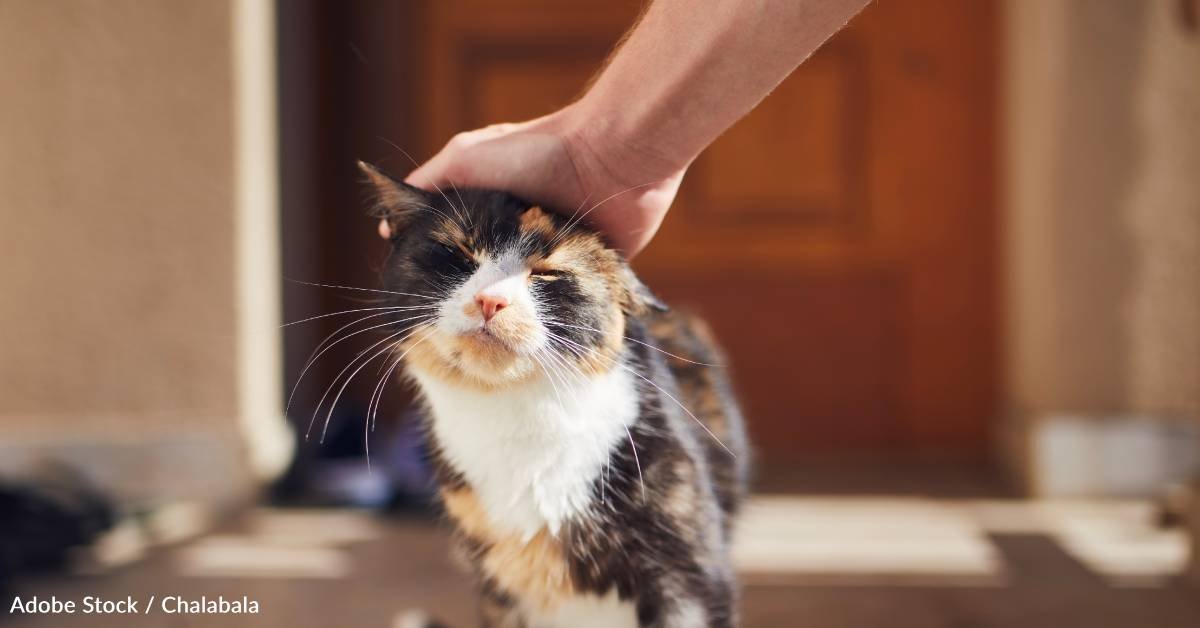 How to get a stray cat to trust you