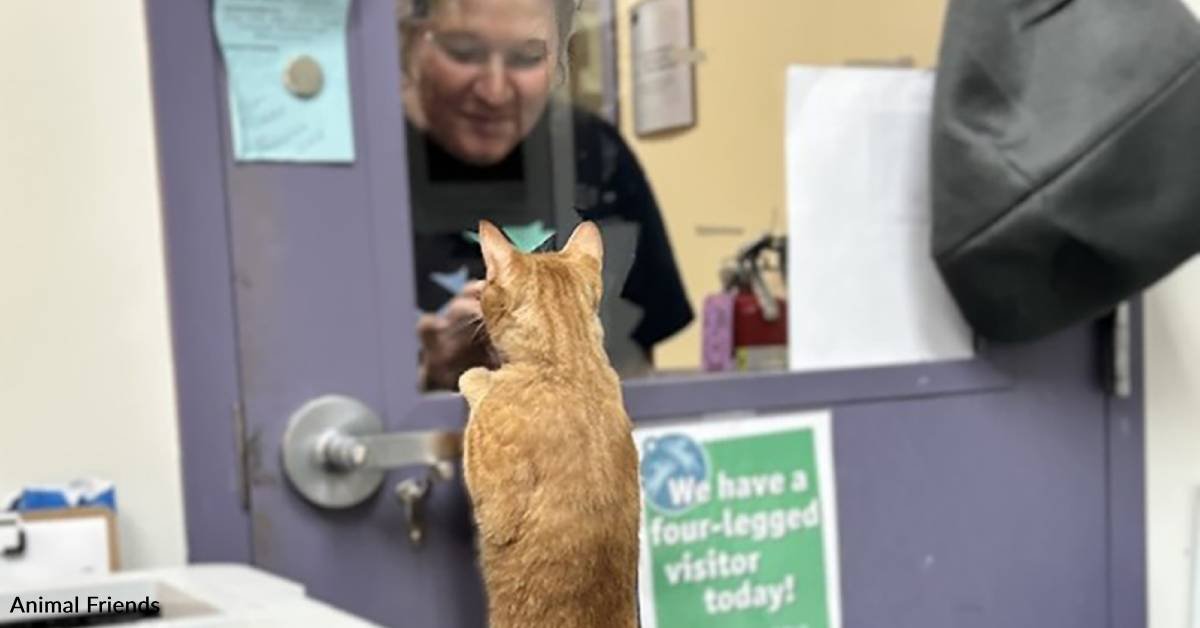 A shelter was overwhelmed during the kitten season but you helped