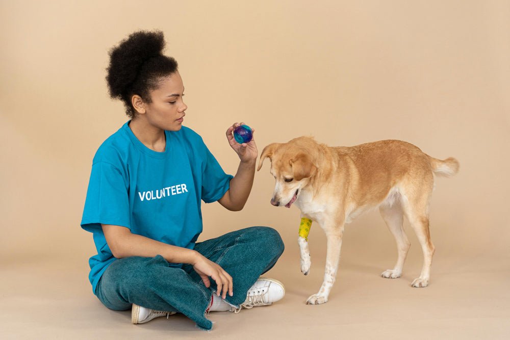 A shelter volunteered in a blue shirt sits on the floor and holds a toy while a tan dog with a yellow bandage on the leg plays nearby.