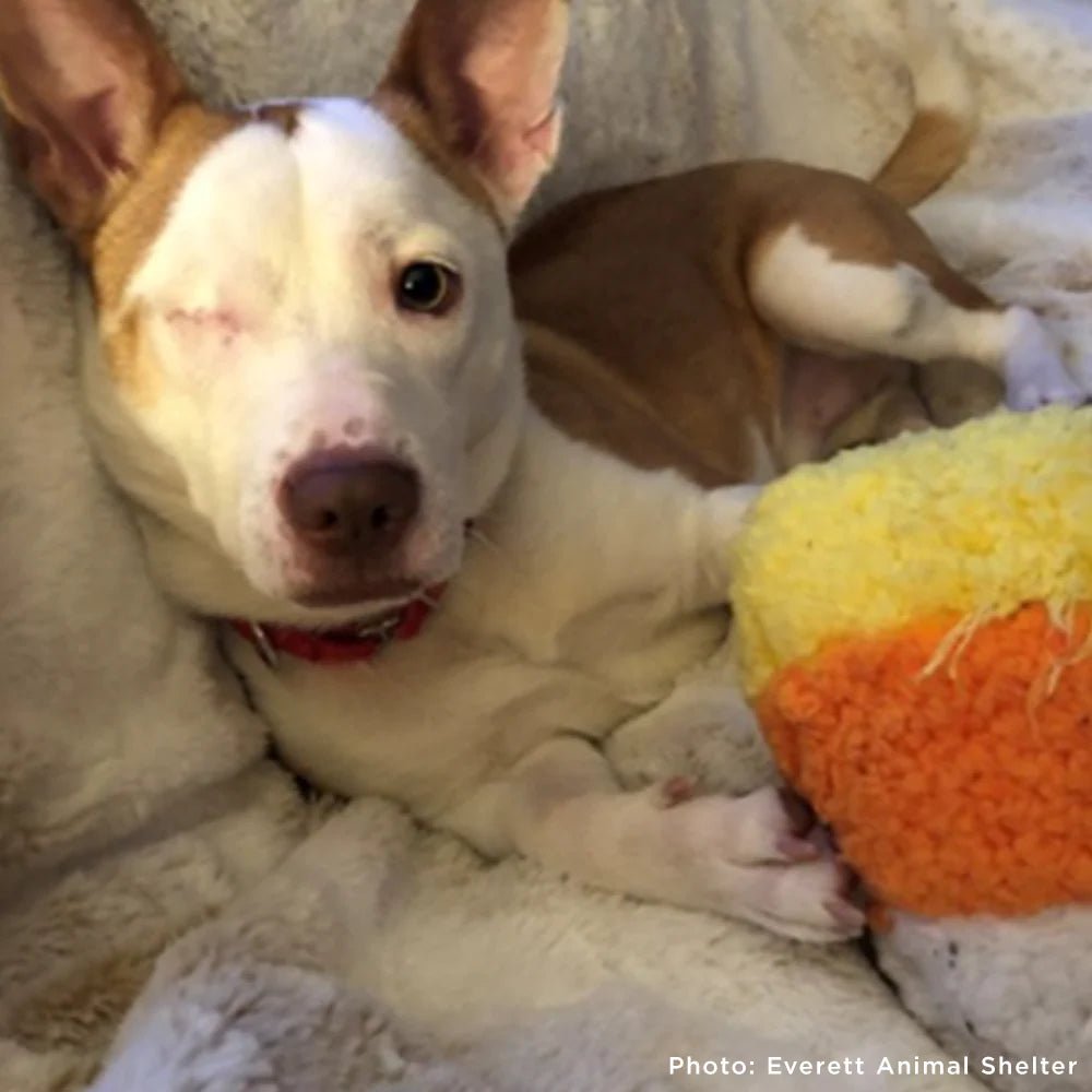 Send a care package to a pet pet